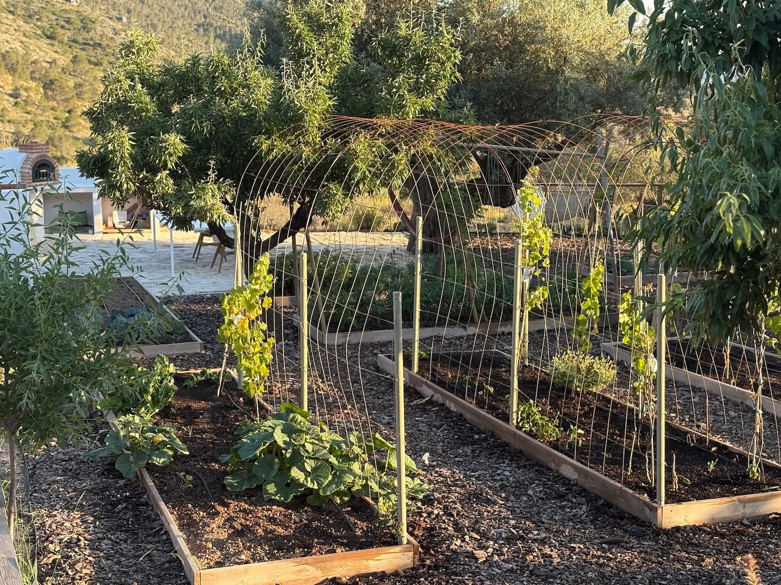 Moestuin met klimrekken en het huis op de achtergrond