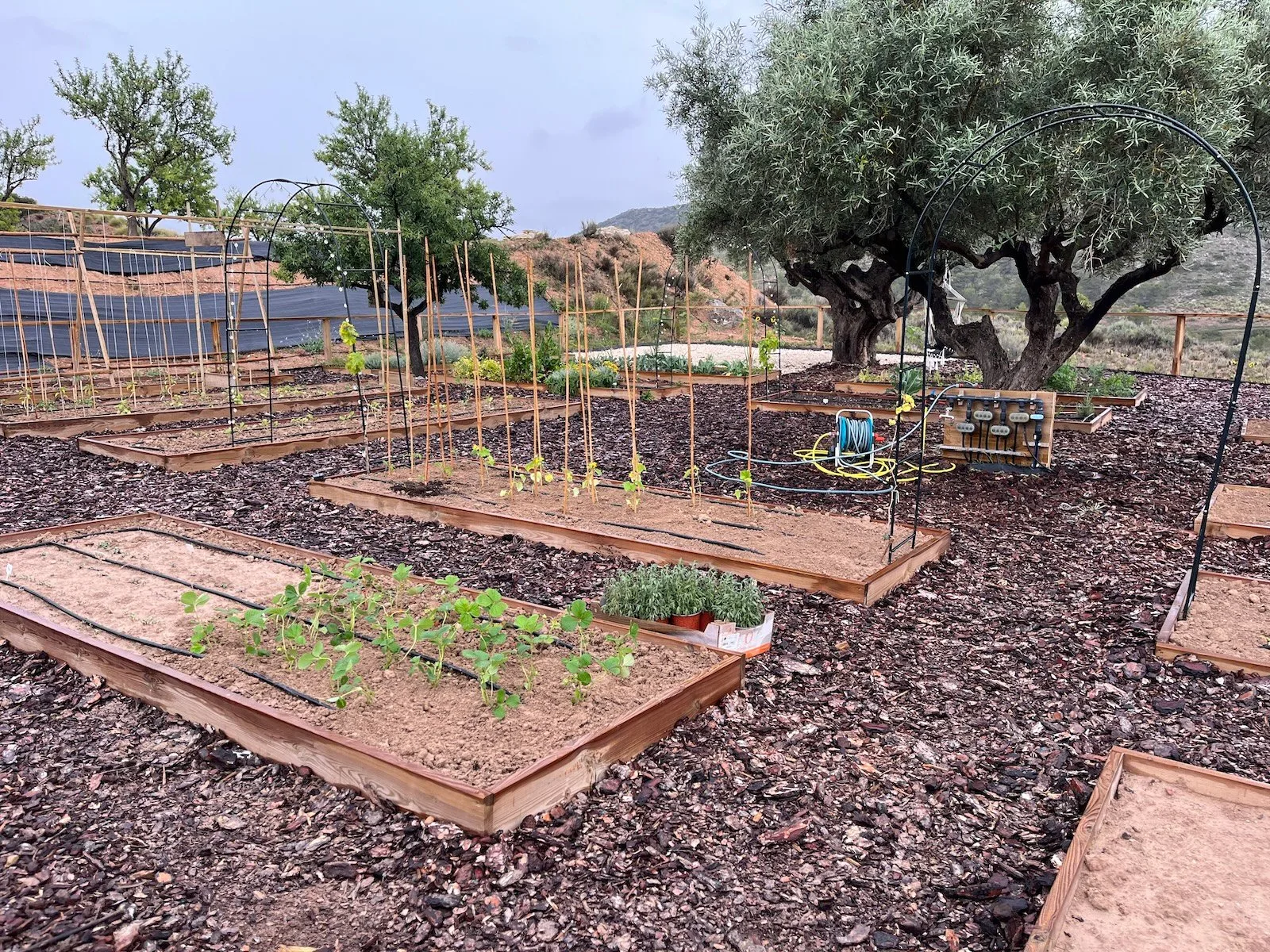 De moestuin in volle groei tijdens dagelijks onderhoud
